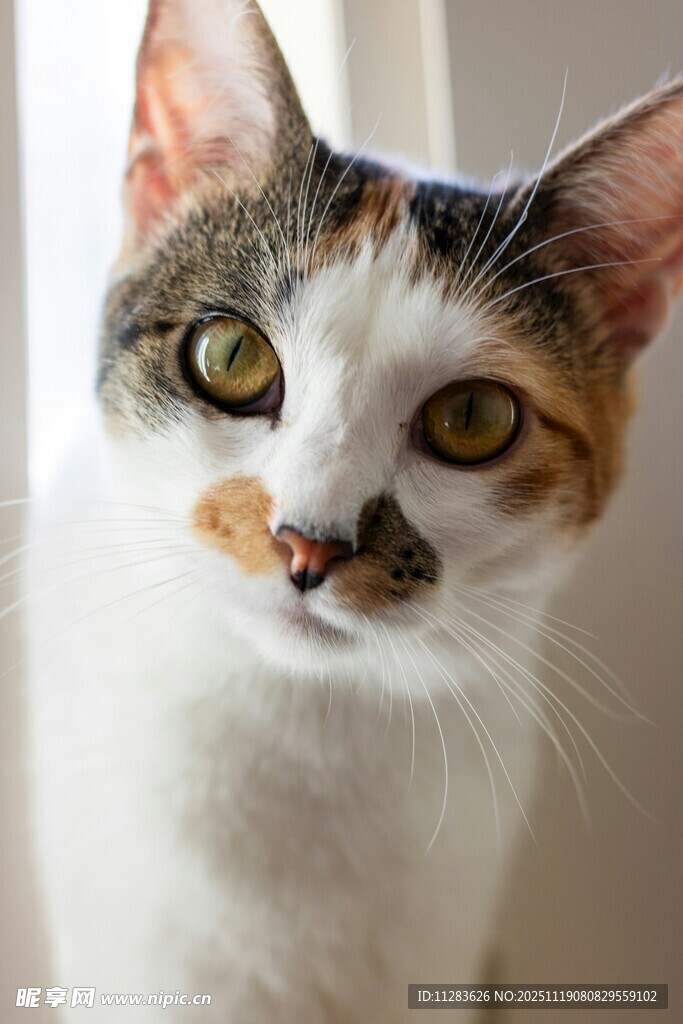 三色萌猫特写