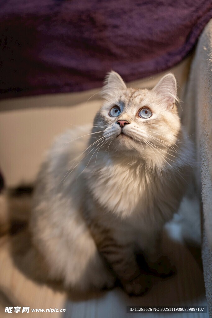 可爱长毛猫仰头好奇张望
