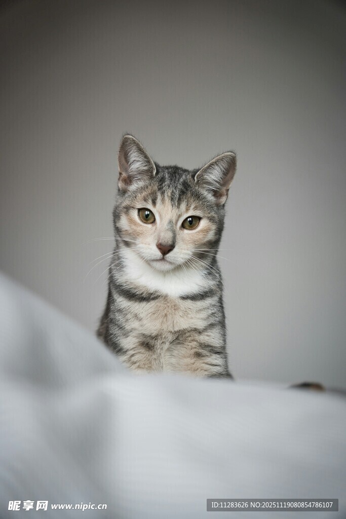 可爱猫咪端坐床上