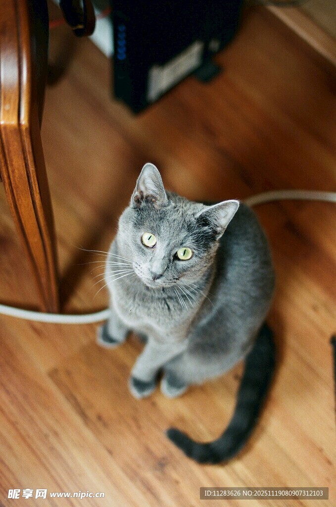 灰猫抬头望