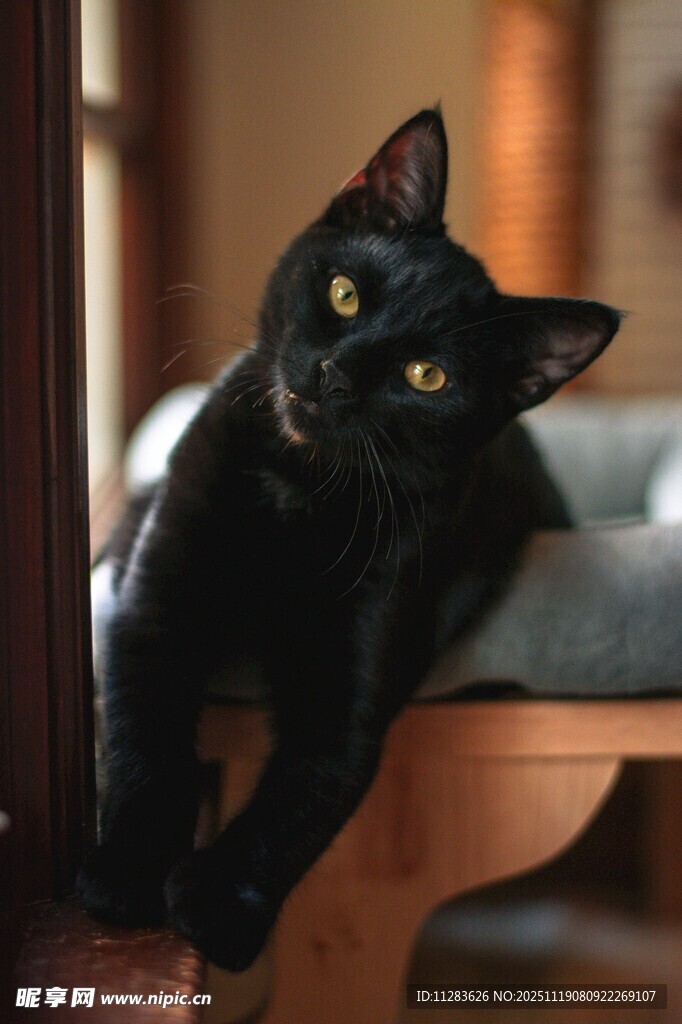 黑猫趴桌好奇张望