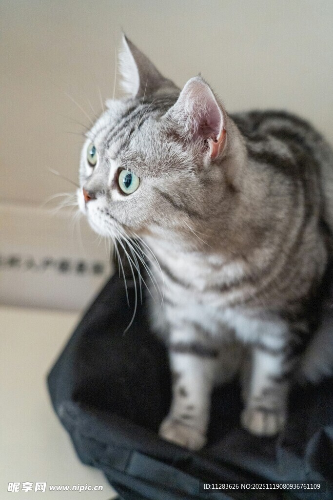 银渐层猫咪坐于包中