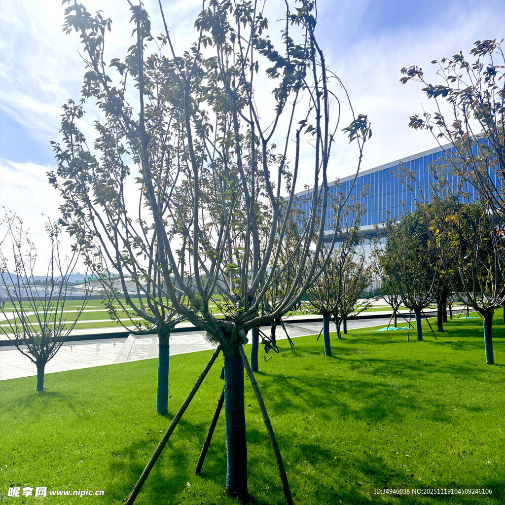 公园中造型独特的树木景观