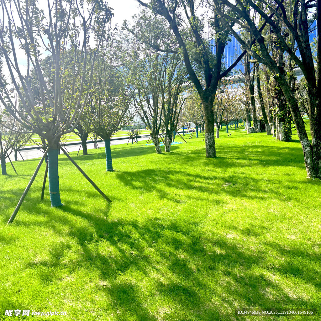 春日阳光下的草地与树木