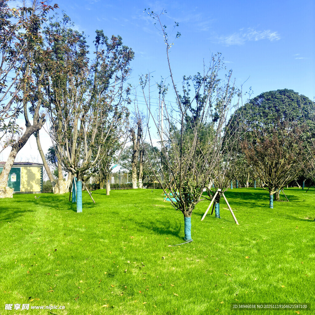 春日绿草地与树木景观