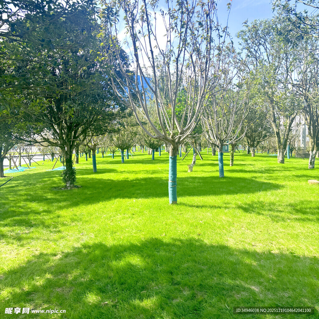 阳光照耀下的绿意盎然草地