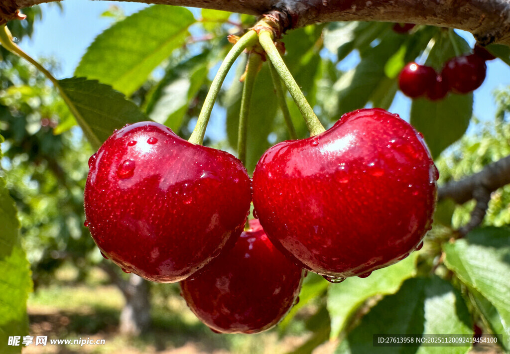 枝头红樱桃