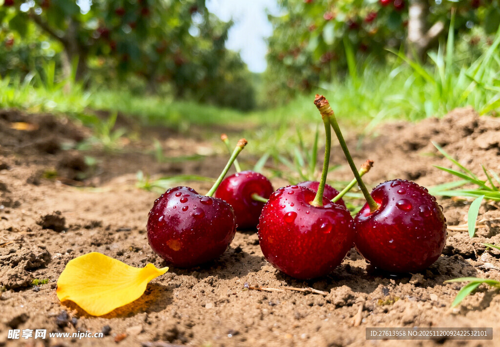 樱桃在果园泥土地上