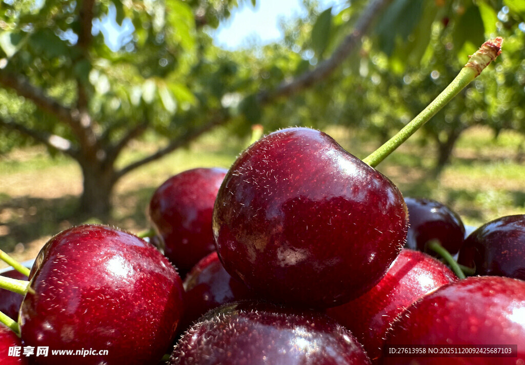 新鲜的成熟樱桃