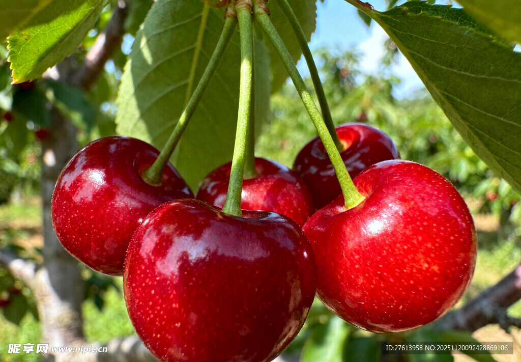 枝头红樱桃
