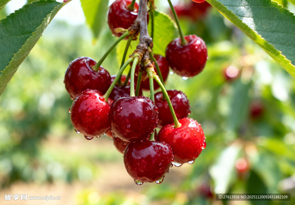 枝头红樱桃