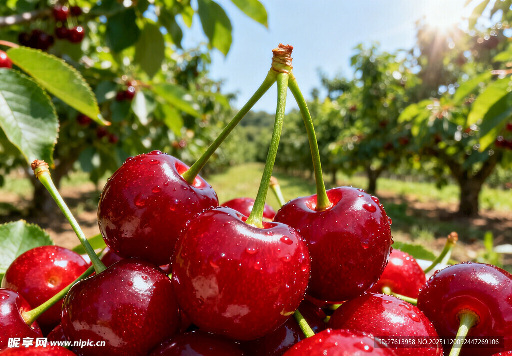 果园中的樱桃