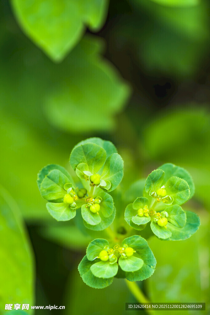 翠绿小花绽放生机