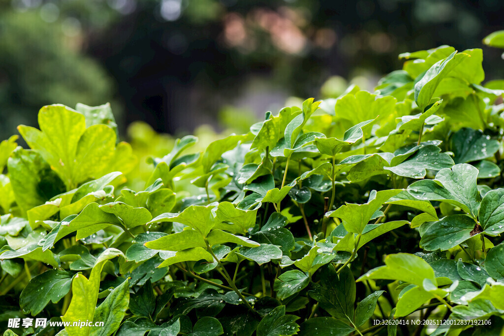 翠绿繁茂的植物叶片
