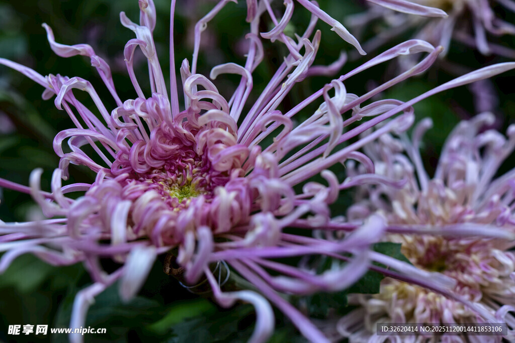 紫色丝状菊花