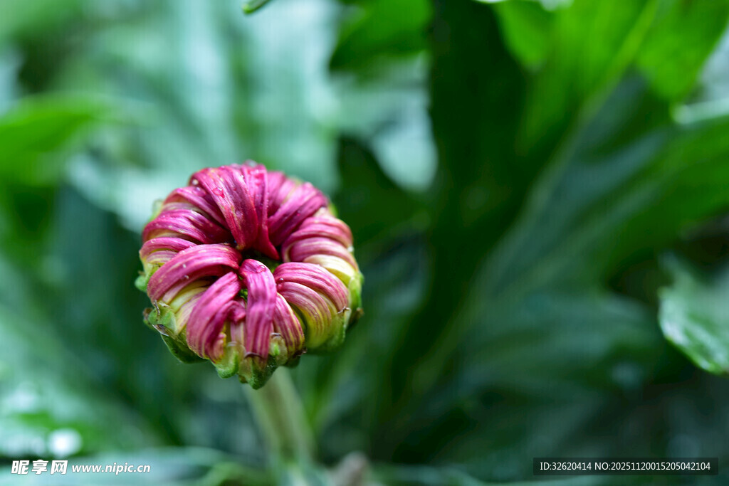 粉色菊花花苞