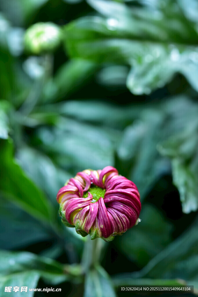 娇艳绽放的彩色菊花