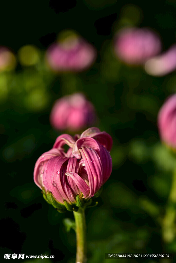 娇艳粉色菊花