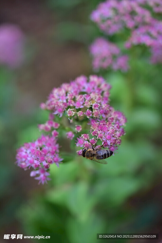 紫色小花上的蜜蜂