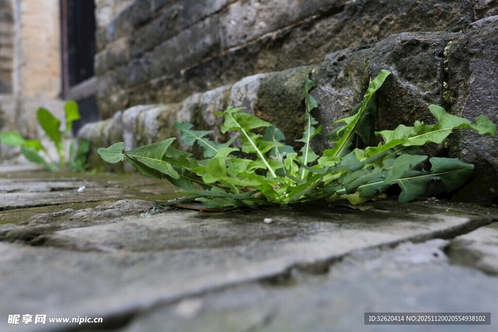 石缝中生长的嫩绿小草