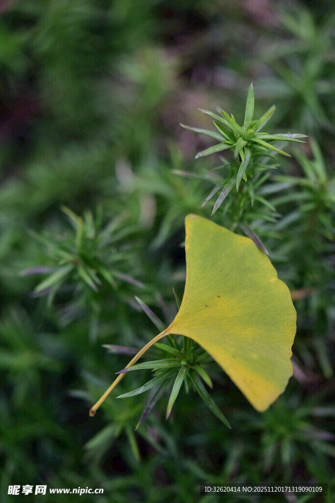 银杏叶于绿植间