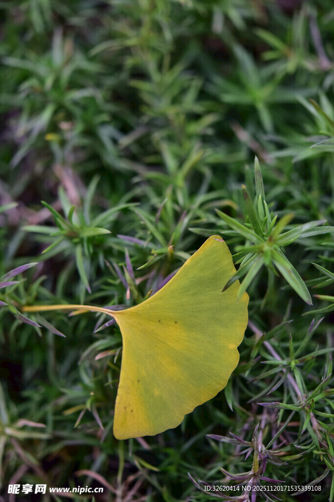 银杏叶静卧于绿植间