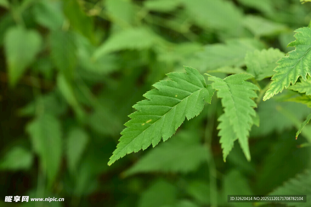 嫩绿叶片