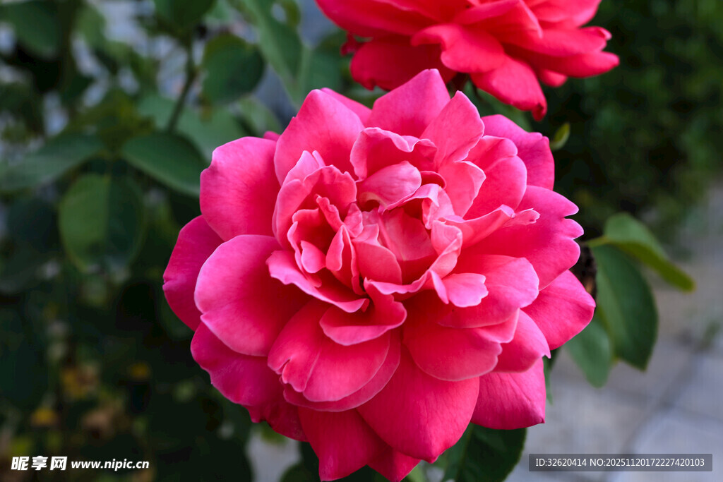 粉红色月季花