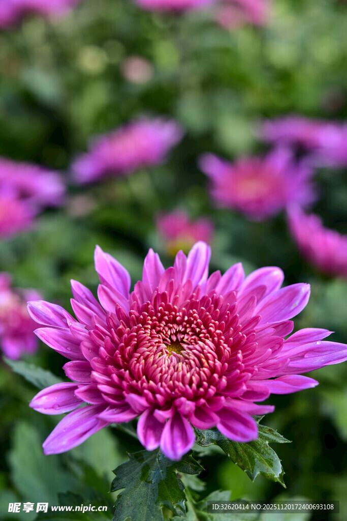 娇艳绽放的粉色菊花