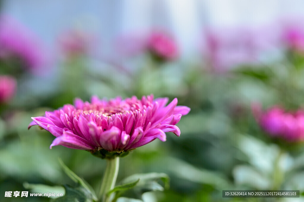 娇艳粉色菊花绽放