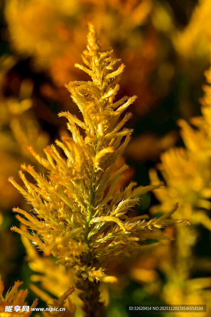 金黄蕨类植物