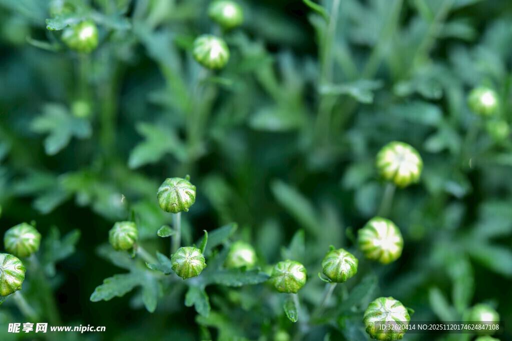 嫩绿小花植物