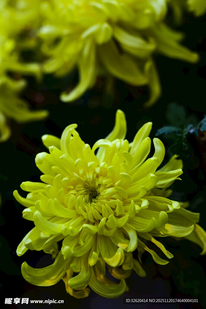 黄色菊花