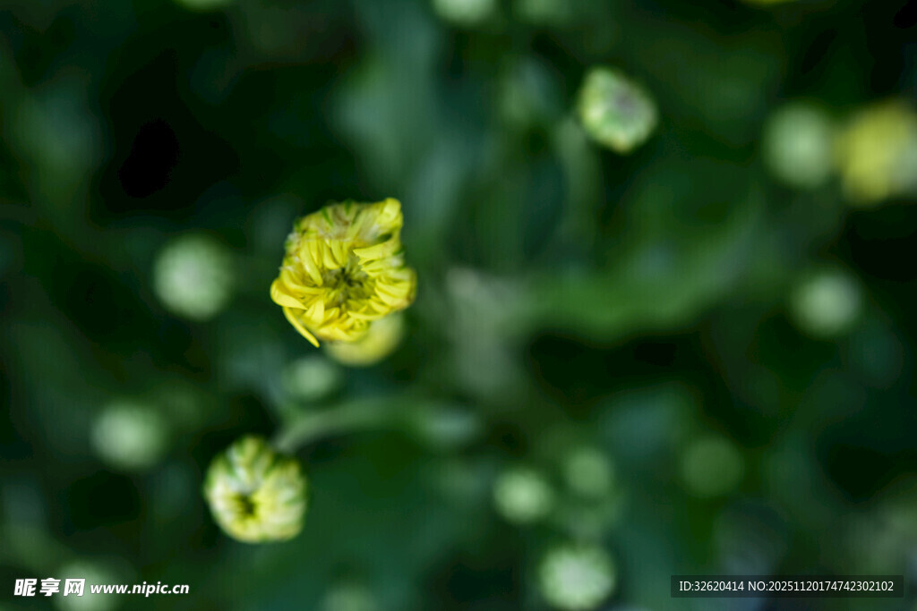 黄色小花