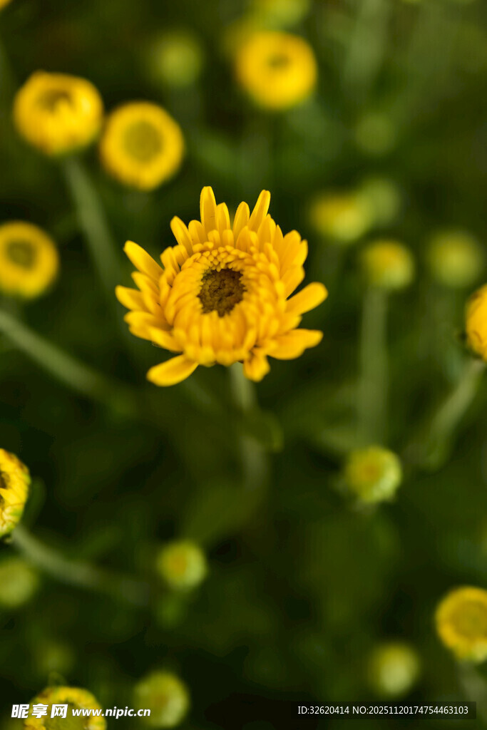 黄色小花
