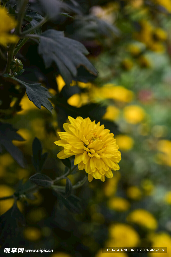 绽放的黄色菊花