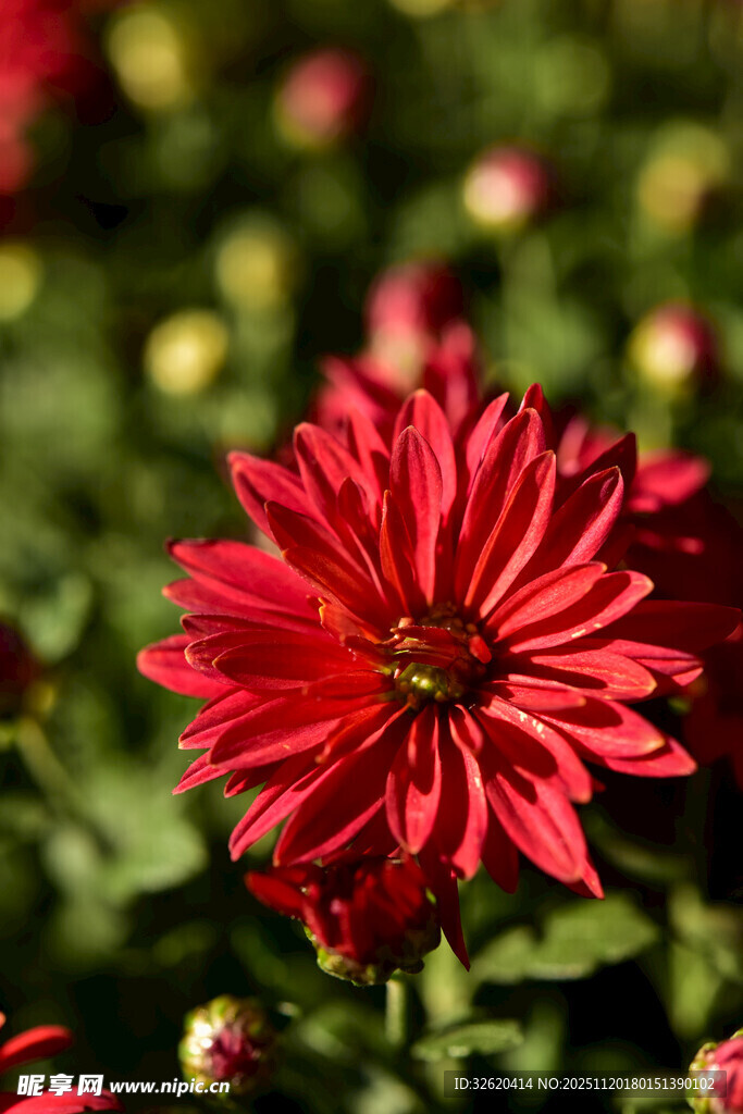 艳丽红菊花绽放