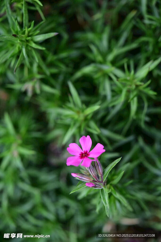 娇艳粉花绽于翠绿间