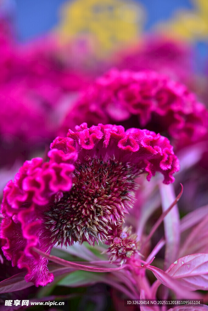 艳丽鸡冠花