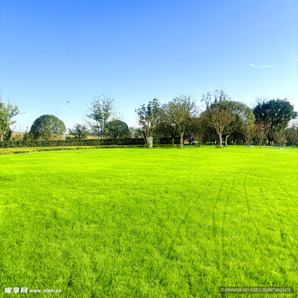 翠绿草地与远处树木景观