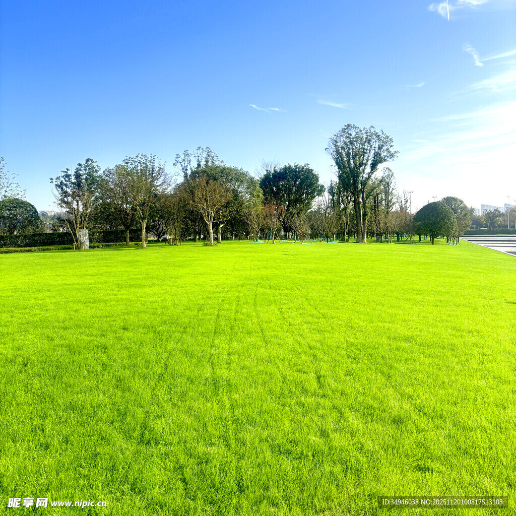 翠绿草地与远处树木风光