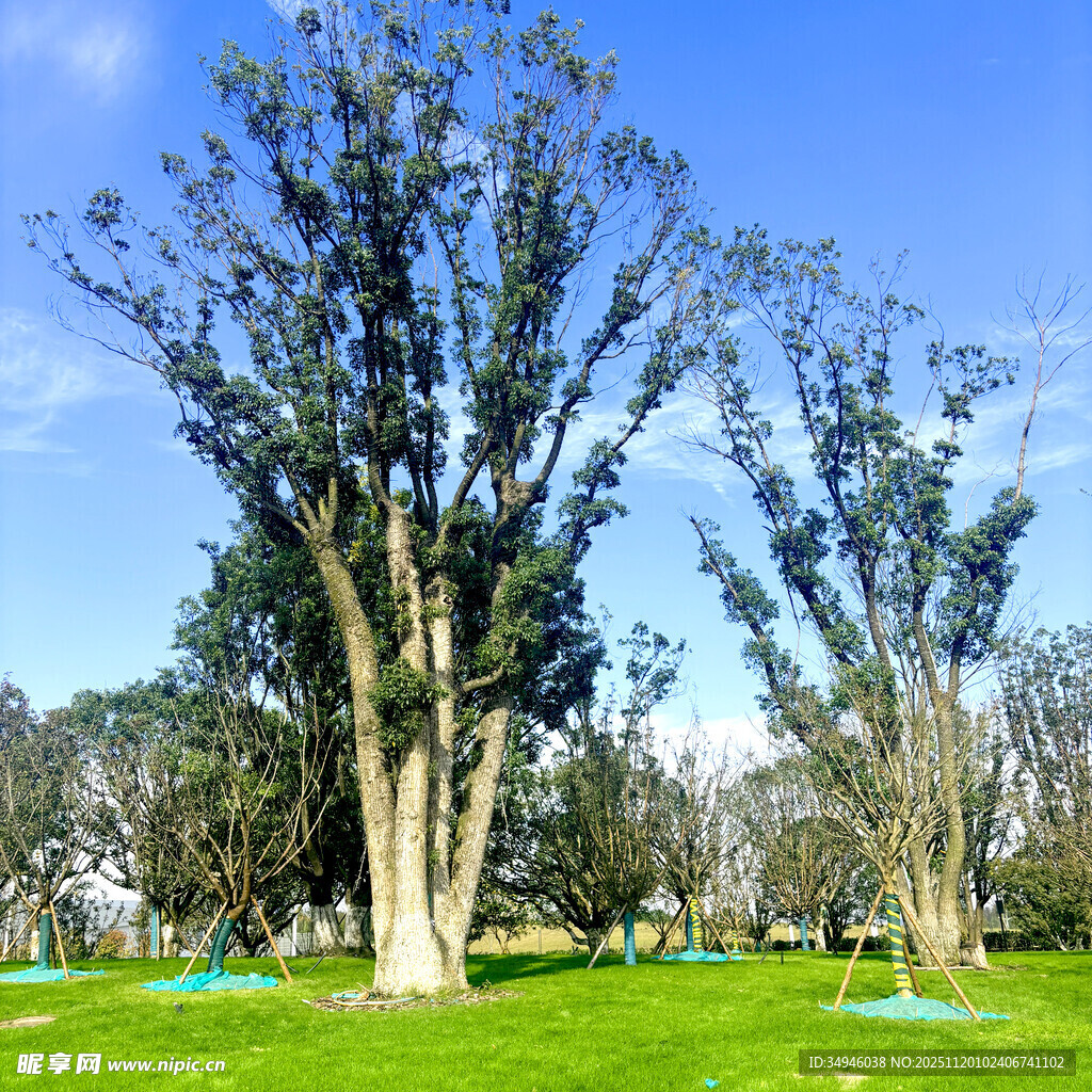 蓝天绿地间的挺拔树木