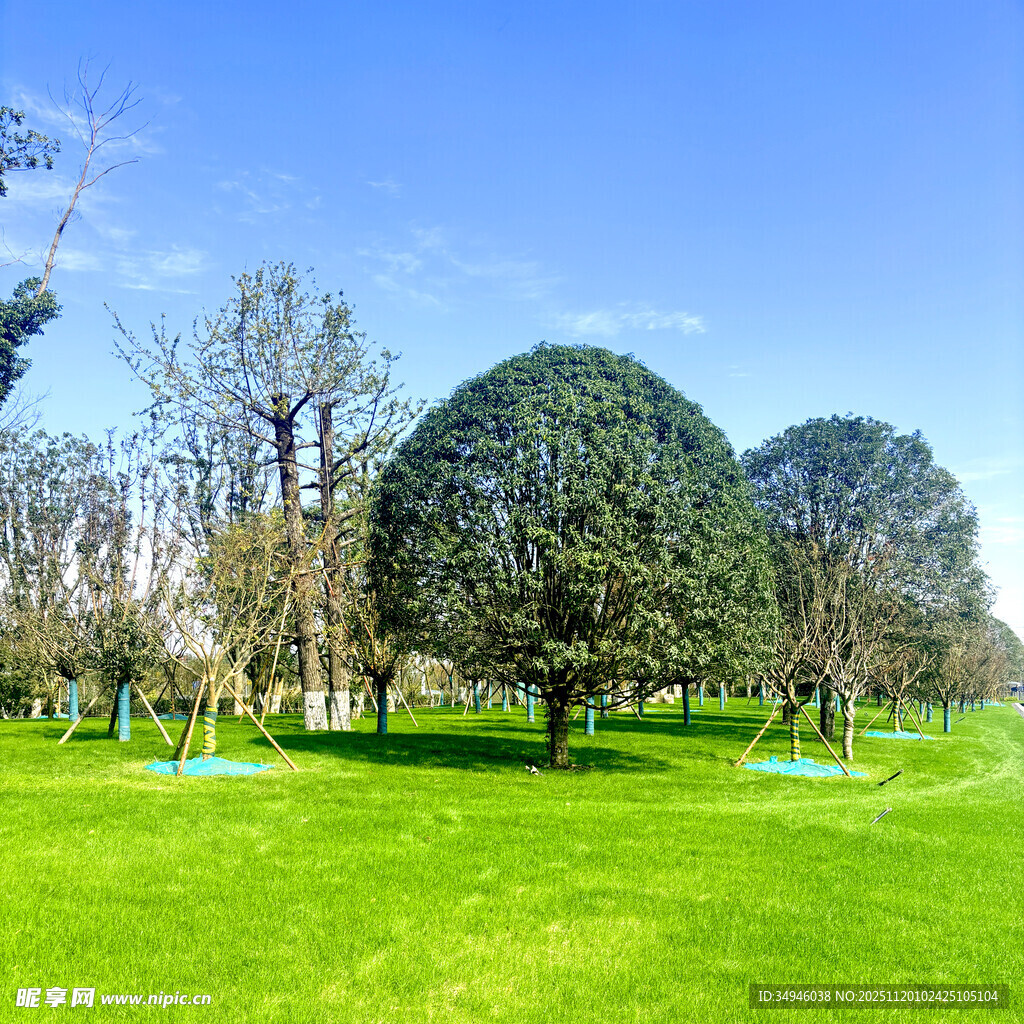 绿意盎然的公园景观