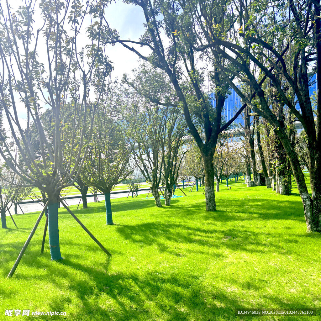 阳光照耀下的绿意盎然树林