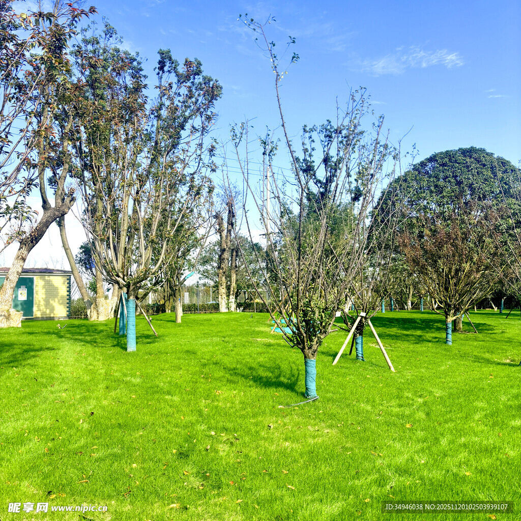 春日草地旁的树木景观