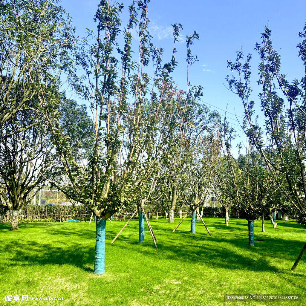 春日果园绿意盎然景象