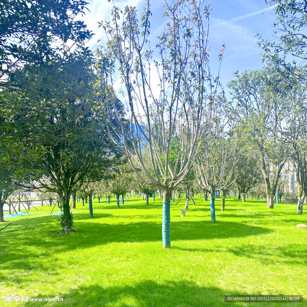 绿意盎然的公园树林景观