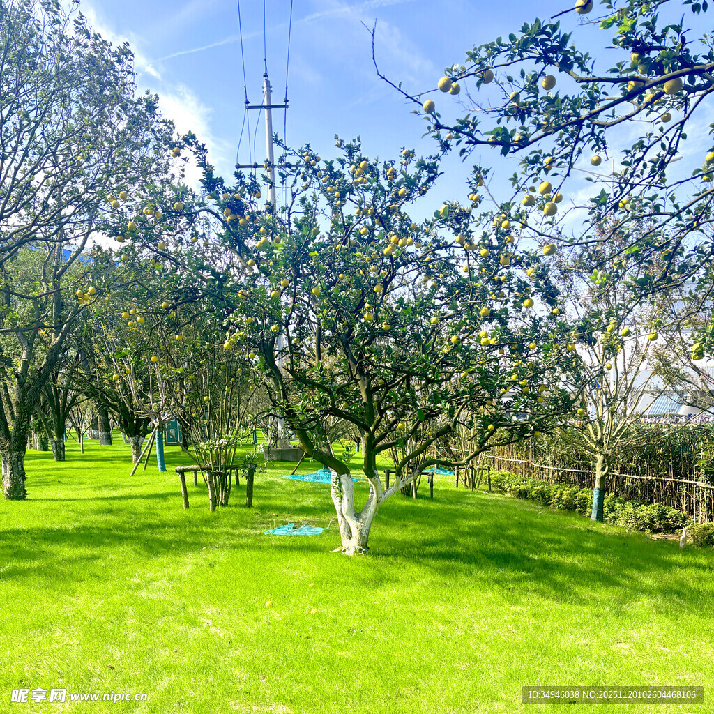 春日绿意盎然的户外景致