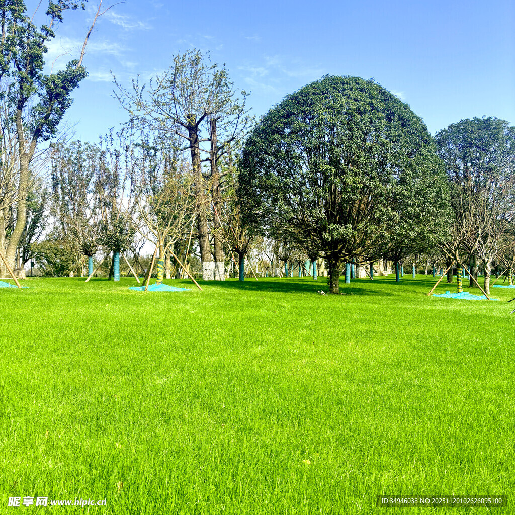 绿意盎然的户外草坪景观