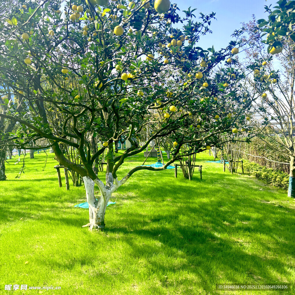 阳光照耀下的翠绿果园